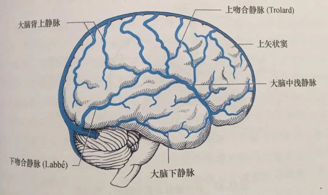 学习|颅脑静脉解剖及引流