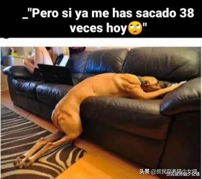 西班牙宠物狗被遛30次,西班牙狗狗一天被遛28次