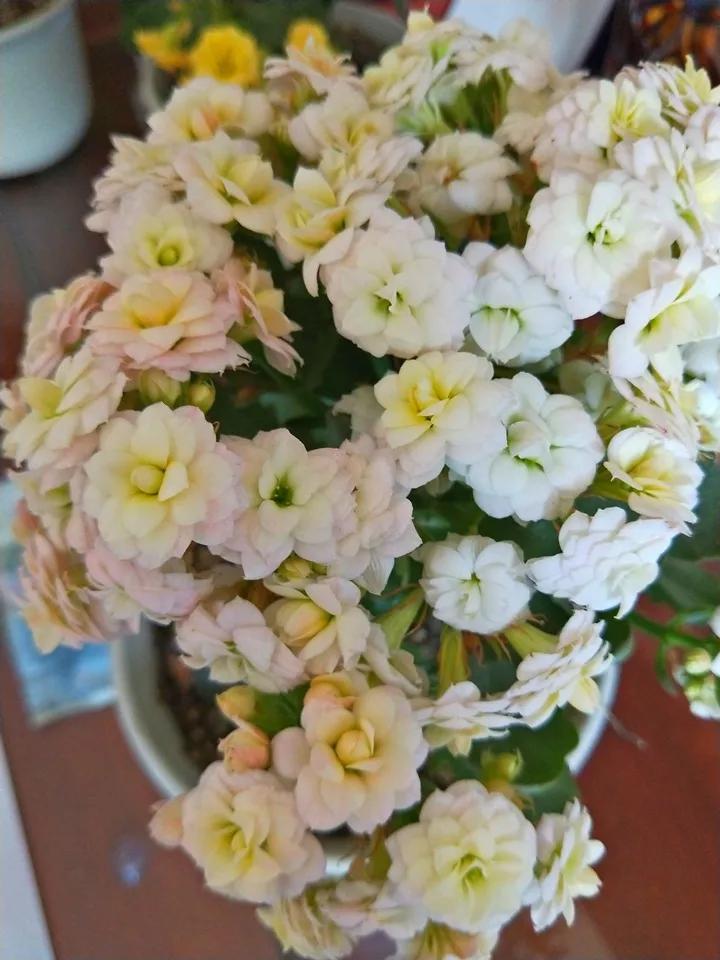 长寿花，寓意好、开花漂亮，花期长，品种多达300个