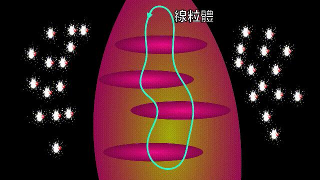 全世界的柠檬都读Lemon?这背后有一个刻在8号染色体上的上古故事