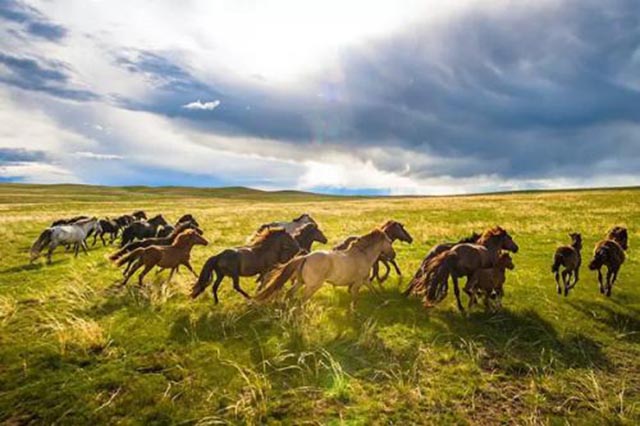 外蒙古黄金,外蒙古黄金矿产资源