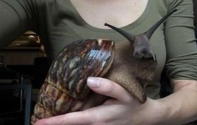 大千世界追寻神秘生物,大千世界昆虫