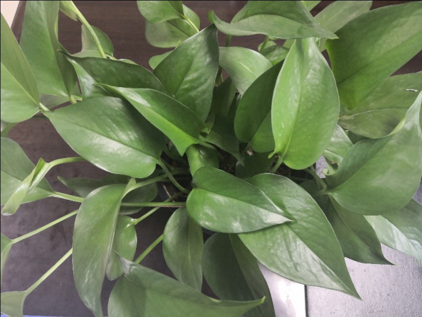 绿萝水培插扦方法,绿萝扦插的正确方法