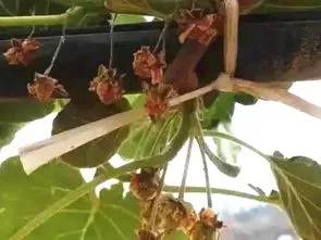 猕猴桃花后保果技术 (猕猴桃花期管理坐果管理技术)