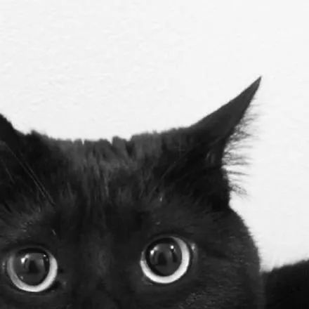 黑猫是不是特别的稀有,黑猫真的看不清吗