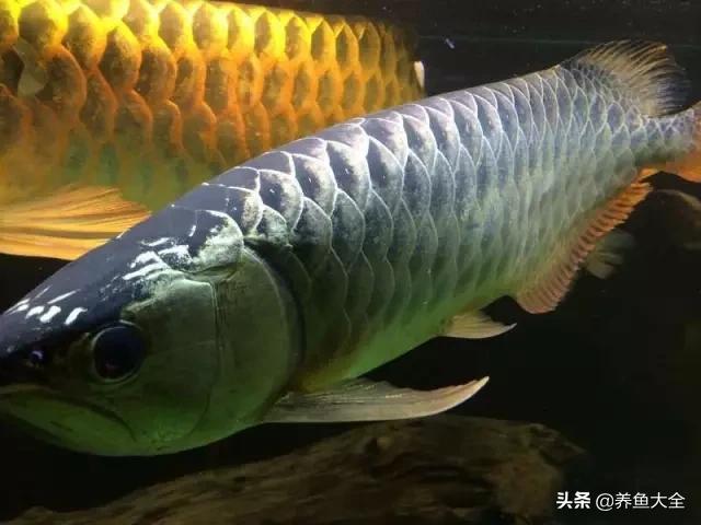 马来西亚买海鲜,怎么样直接从马来西亚购买龙鱼