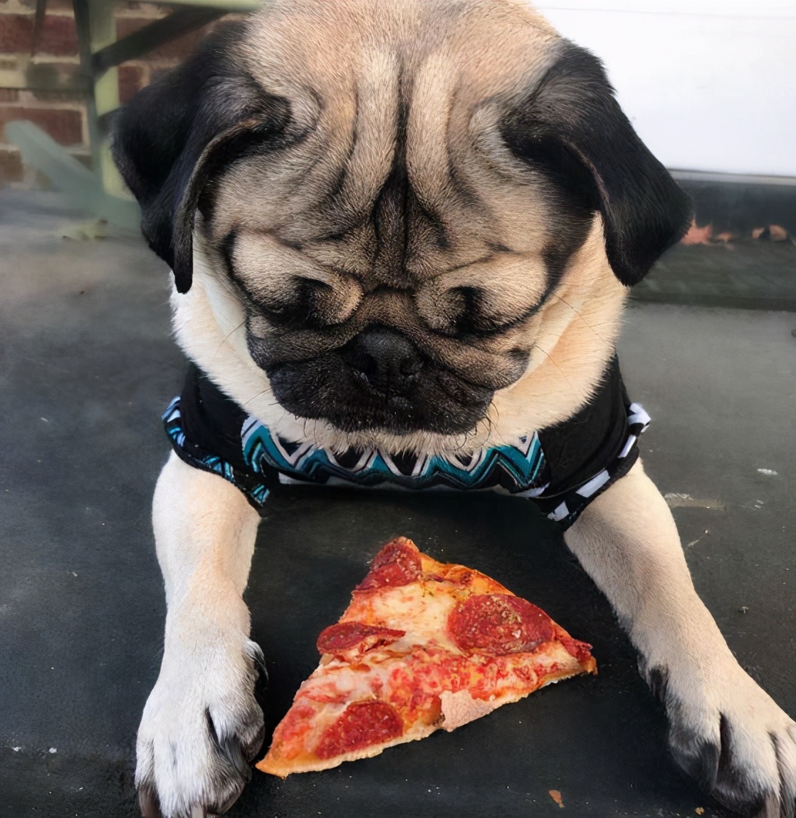 巴哥犬的体臭能彻底清除,两个月巴哥犬怎么除体臭