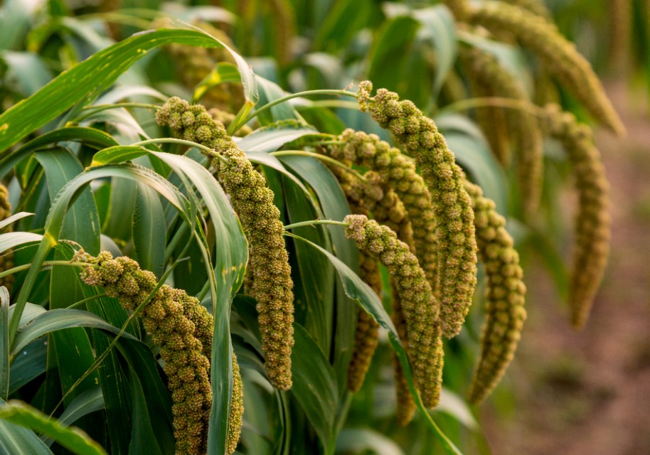 小米的故事,小米的故事系列全套