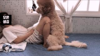 泰迪到几岁不闹腾了呢,泰迪只能长到五六斤吗