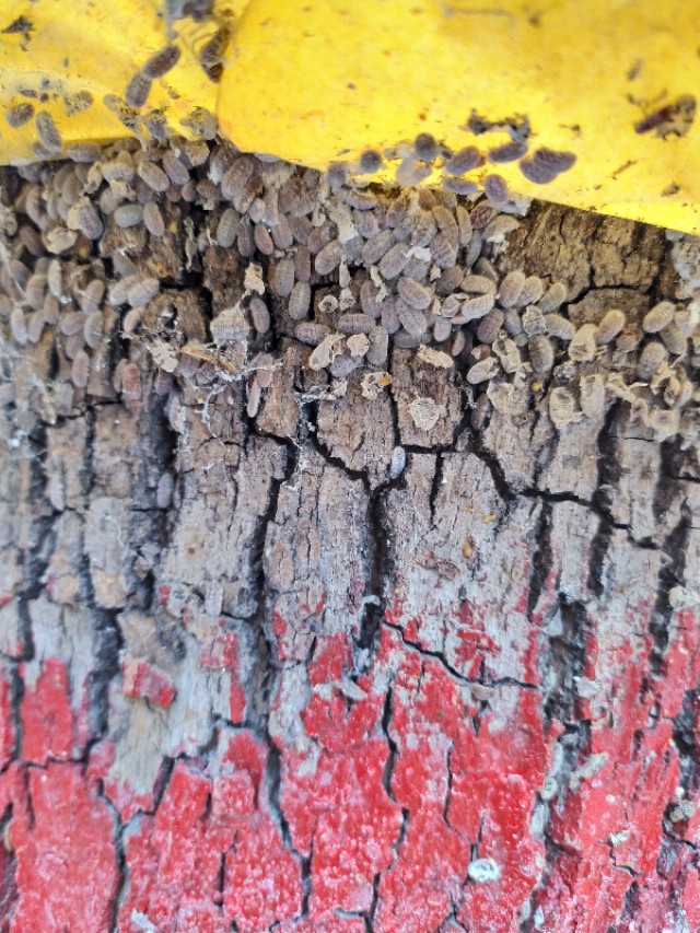 怎么治理草蝇,根治草履蚧