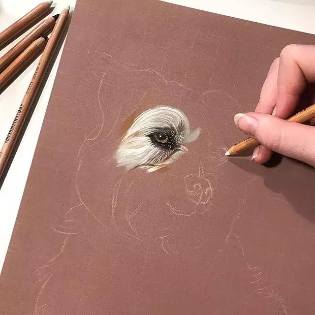 彩铅不会涂色怎么办,彩铅绘画干货