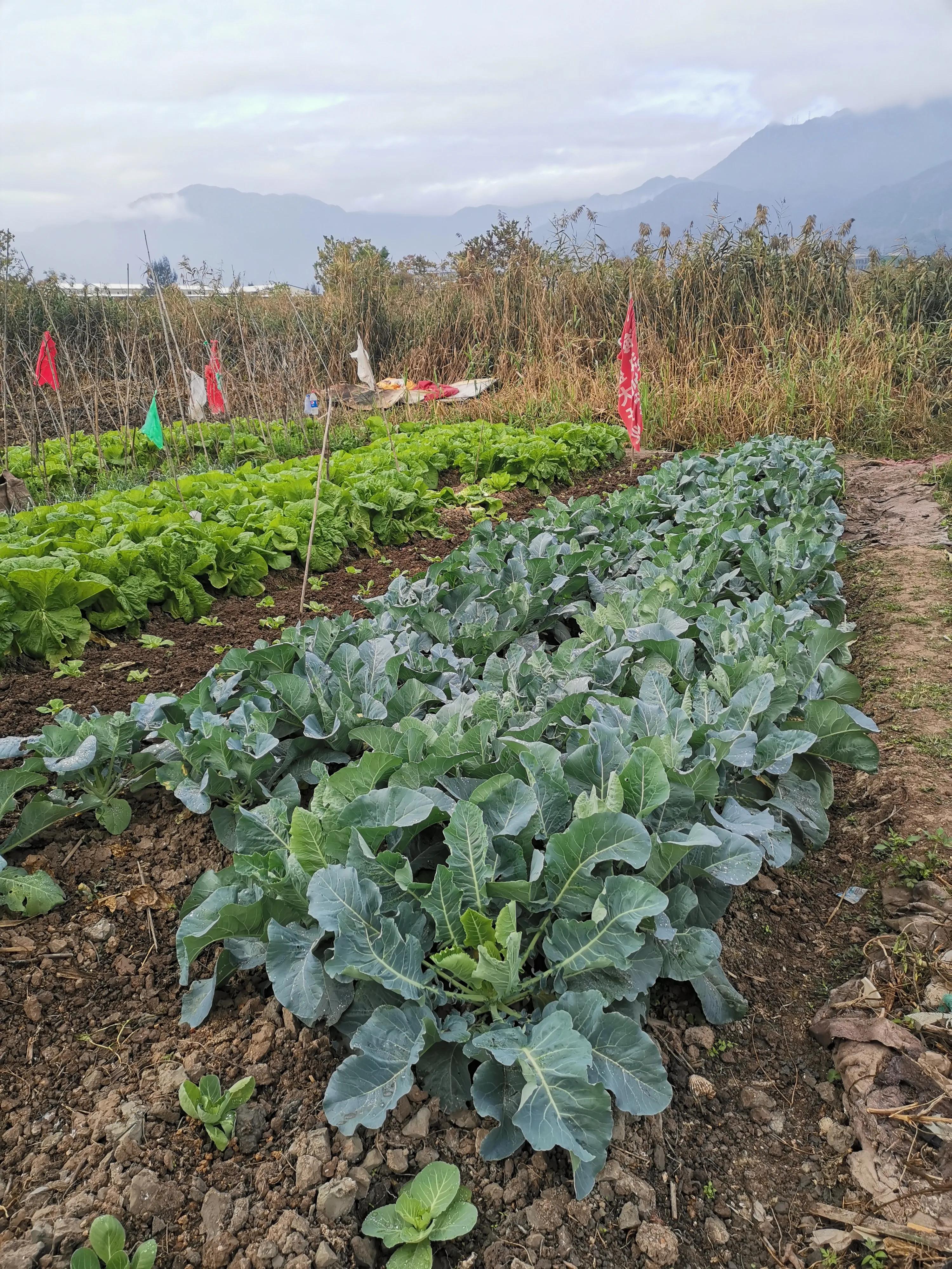 罗源县滨海新城有前景吗,罗源滨海新城区域