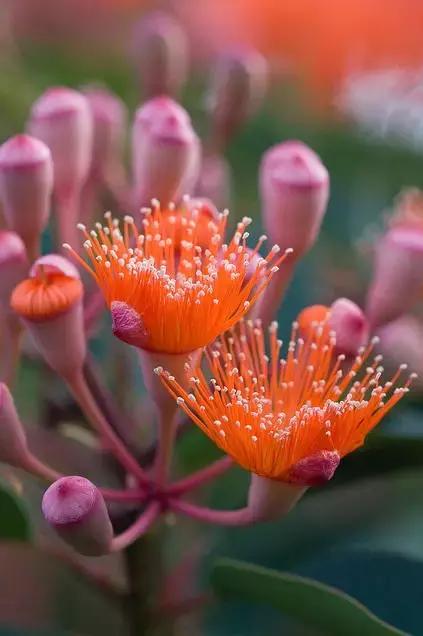 桉树风景图片,西澳桉树花