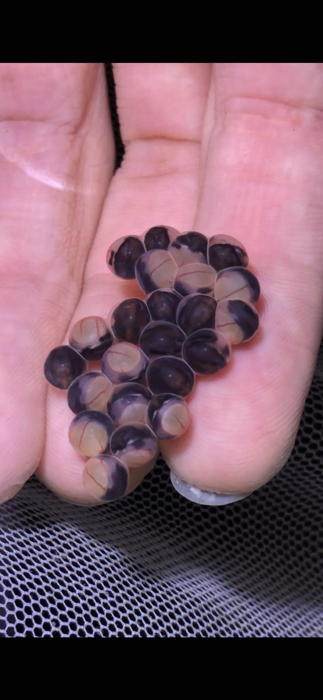 阴阳直升机全红,阴阳直升机图片