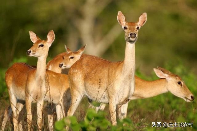 保护的小动物有哪些,保护类小动物