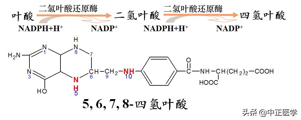 孕妇叶酸和老人叶酸有什么区别,叶酸分孕妇叶酸和普通叶酸吗