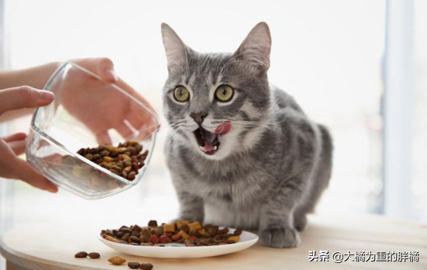 猫不吃新猫粮？原来受这些原因影响，别忙着丢，用这3个办法试试