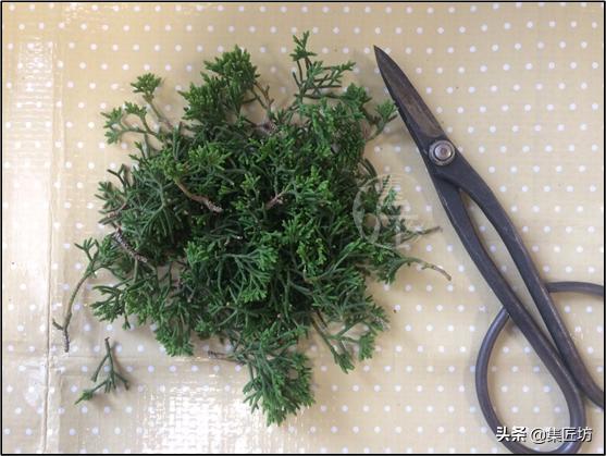 真柏大飘枝式盆景制作,真柏盆景上盆制作视频