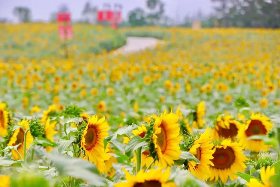 森氧之地,秋游必选!金湖万亩水上森林,真的别有趣味