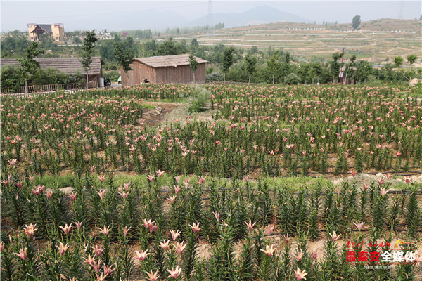 聚焦*安泰**看发展|以花为媒,惠美“泰山•百合和园”田园综合体花开最美乡村