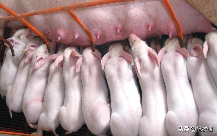 养了这么多年的猪一直亏本,养了20多年的猪后来怎样了