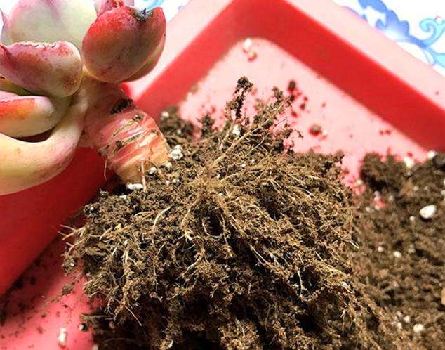 新手养多肉的方法和技巧,怎样能把多肉养得又肥又好看