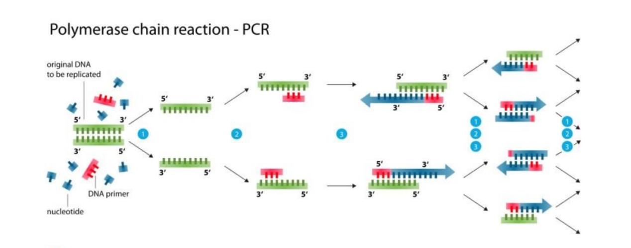实时荧光定量pcr和普通pcr仪,实时荧光定量pcr扩增曲线如何分析