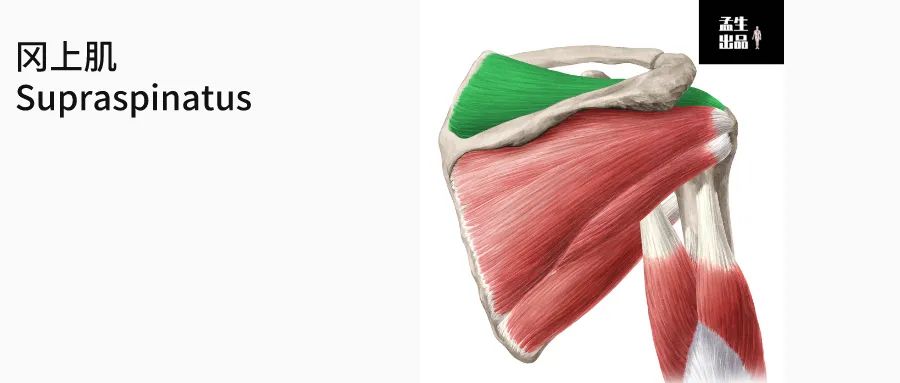 肩关节与肩胛骨的结构图,肩胛骨深层肌肉解剖图