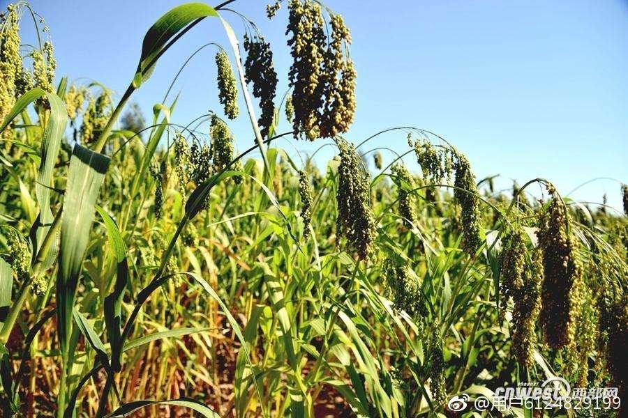 汉字中读音相同意思不一样的字,神奇的汉字长读音