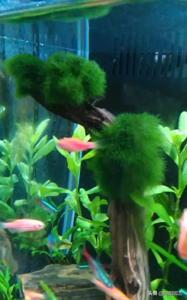 鱼缸造景莫斯草怎么栽,草金鱼缸造景石头摆法