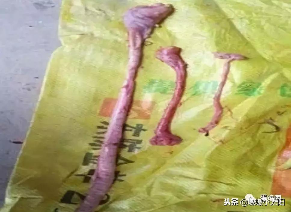 蛋壳是如何形成的?破蛋、软蛋多是咋回事?