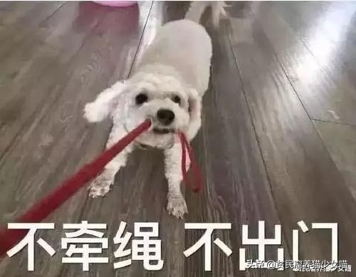 宠物口罩防病毒,疫情宠物口罩