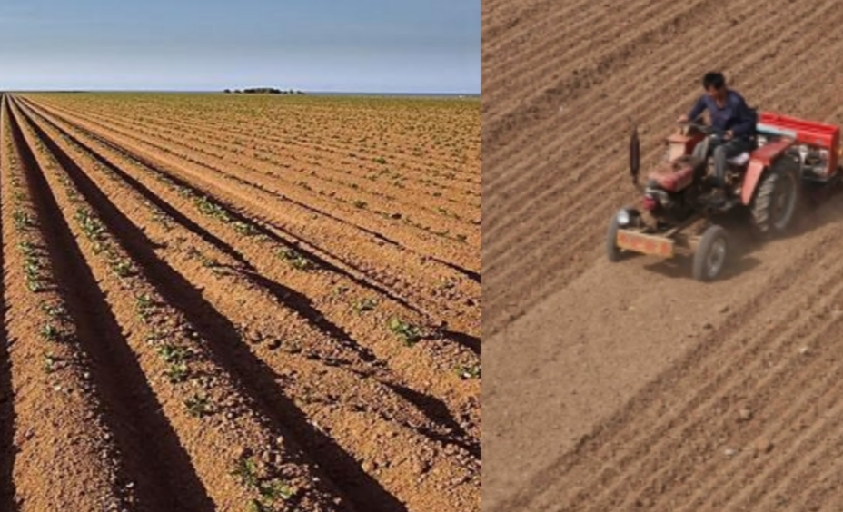 露地种植贝贝南瓜技术与田园管理,如何种出高产南瓜