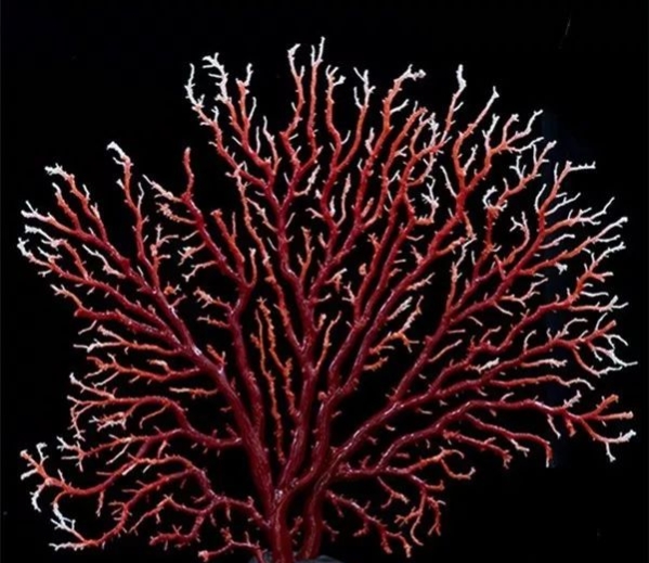 海洋的珍宝,海洋中珍贵的珊瑚