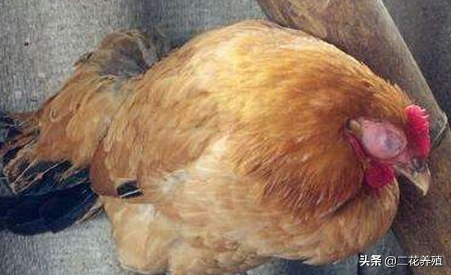 鸡水肿病有哪些症状,鸡肿头怎么处理