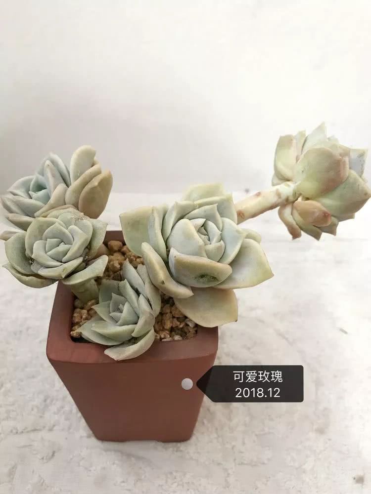 多肉名字怎么记,多肉的品种图片及名字寓意