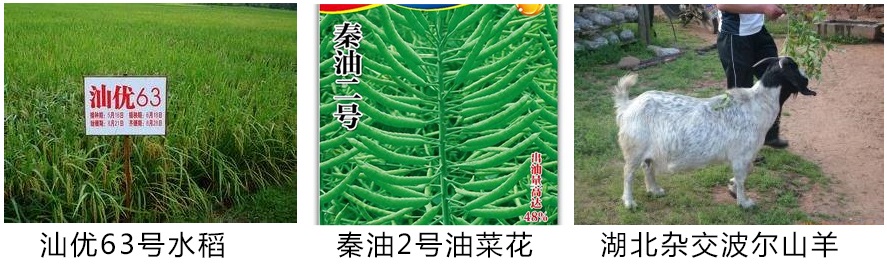 驴骡子马有什么区别,马驴子骡子都有什么区别呢