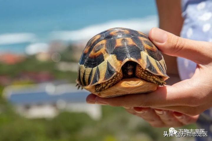 乌龟的壳碎了还能恢复吗,乌龟的壳边缘破了一点点会不会死