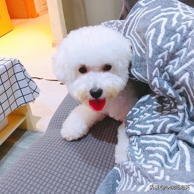 比熊来姨妈是怎么回事,比熊来姨妈会不会痛