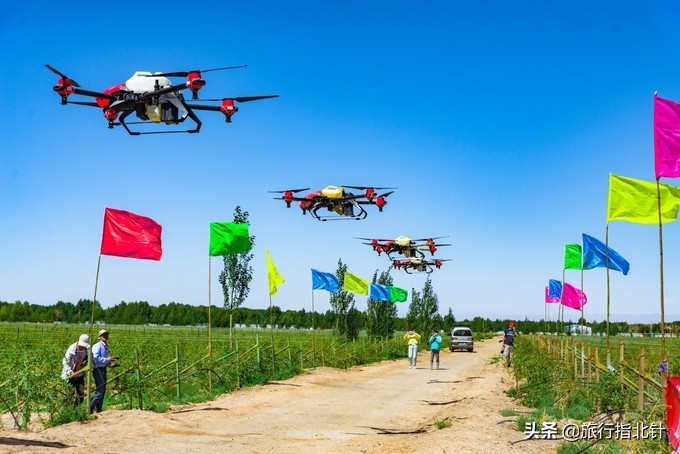 美丽青海，秋收的季节都兰红了，爆汁鲜甜的枸杞有小拇指大小