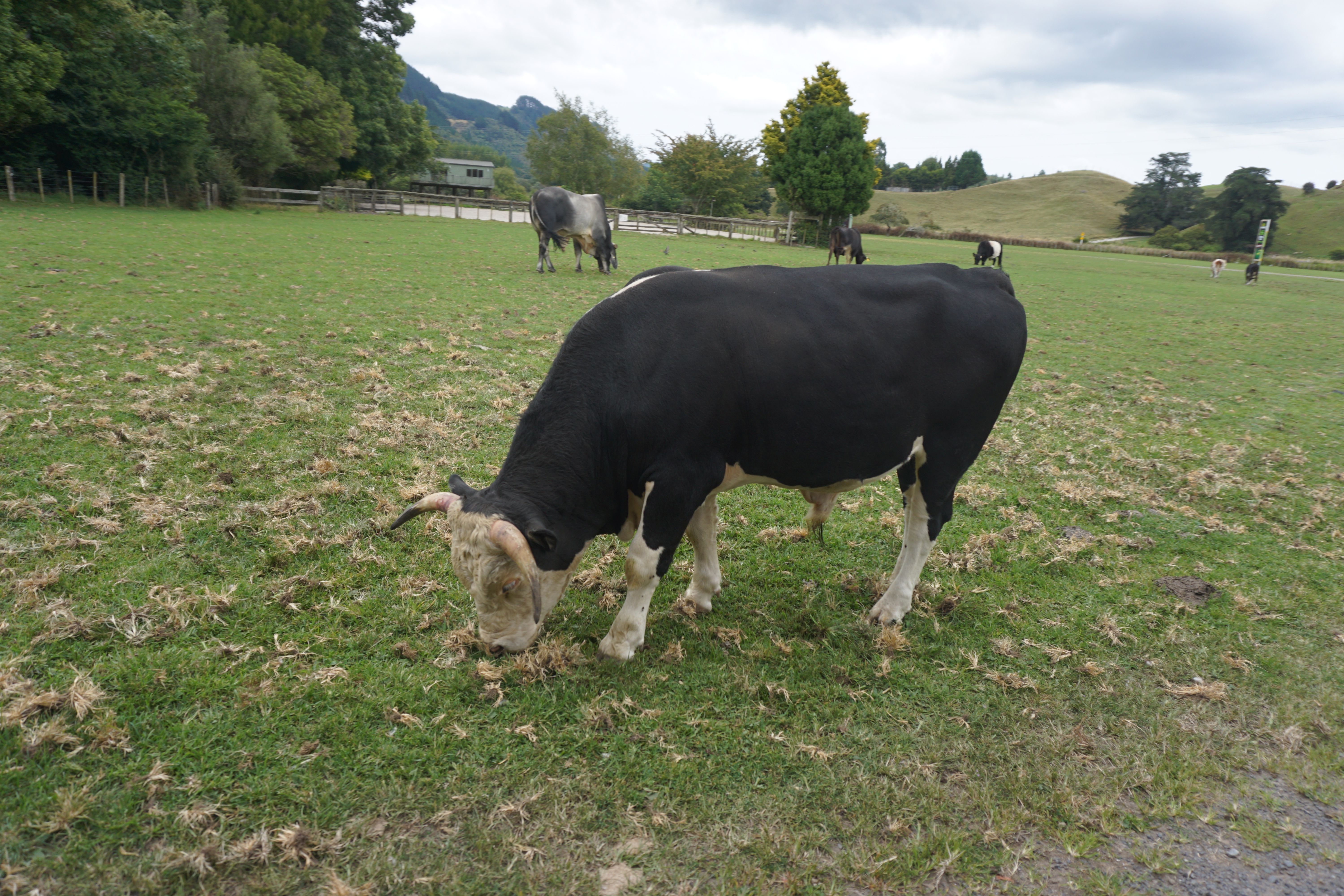 新西兰天然农场,成都新西兰牧场