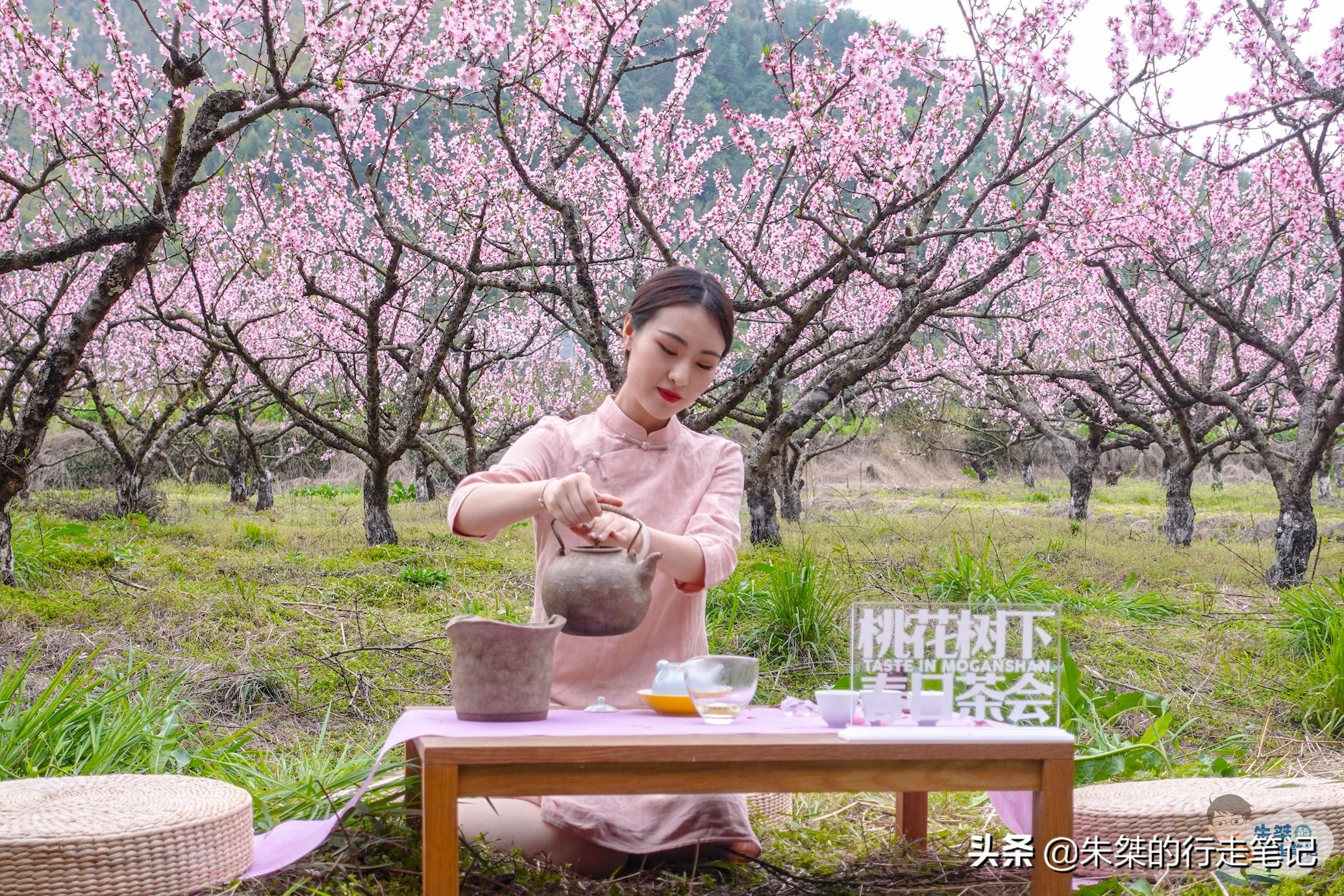 春日莫干山,莫干山春日茶会图片