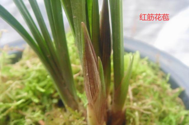 最名贵十种兰花品名及价格图片,十大名贵兰花有哪些品种