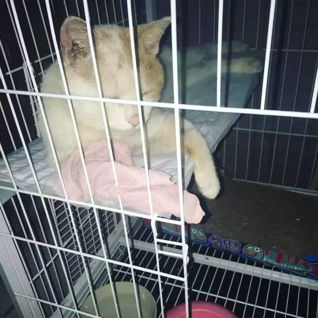 她救下一只得皮肤病脾气巨差的猫咪，花了两个月变身软萌美喵