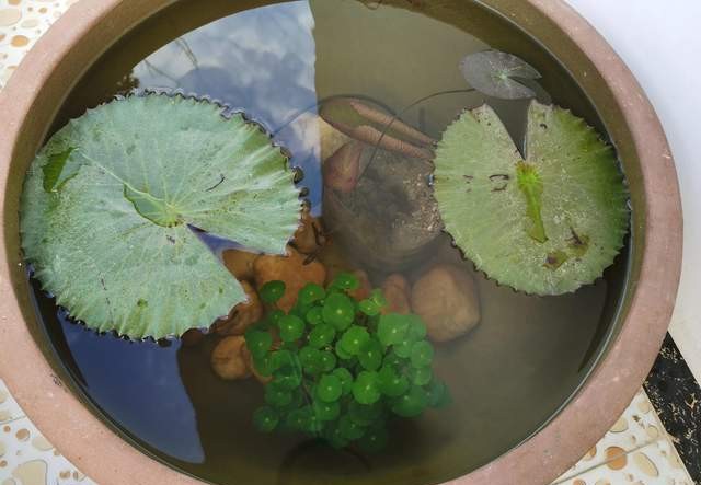 浅水缸养睡莲和鱼的方法,过滤陶缸养殖睡莲