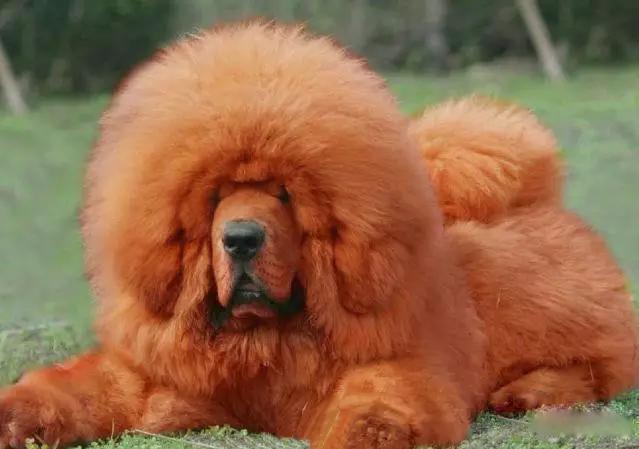 45种狗狗,45种狗狗很难得一见你认识几种