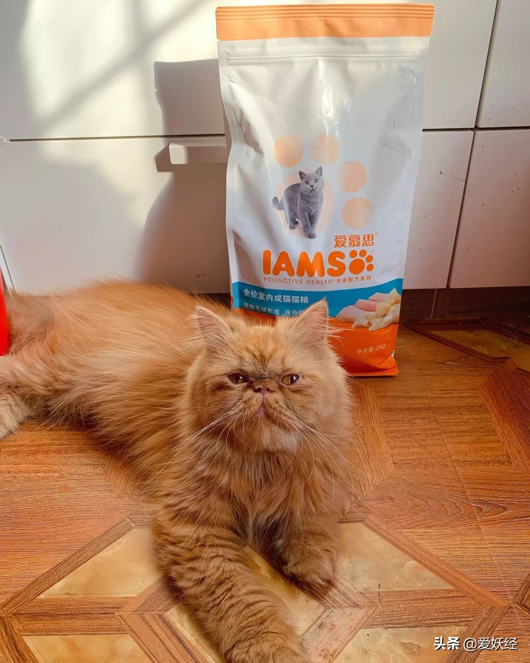 铲屎官减肥瘦身,吐毛球的铲屎官