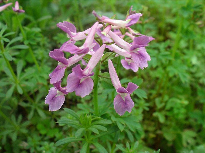 中医药治疗癌痛的优势,中医癌痛用什么药止痛好