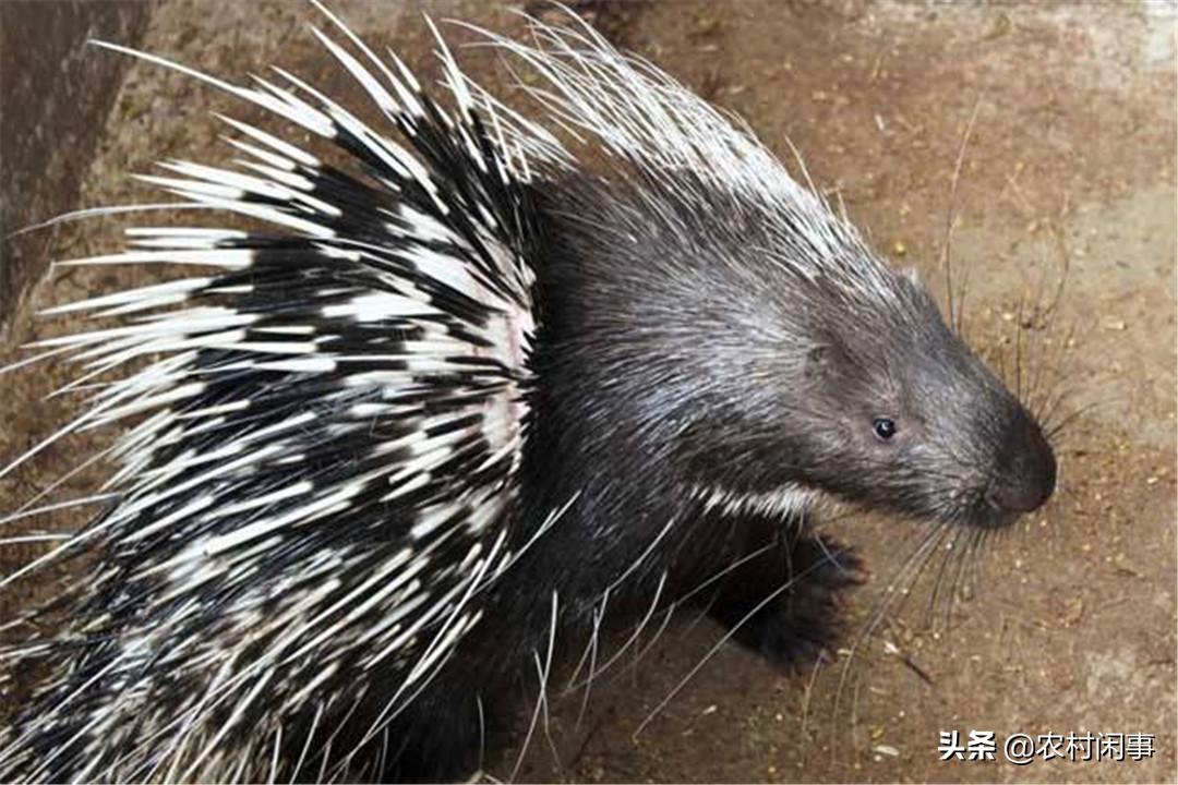 豪猪到底要怎么拿下,豪猪的养殖与管理