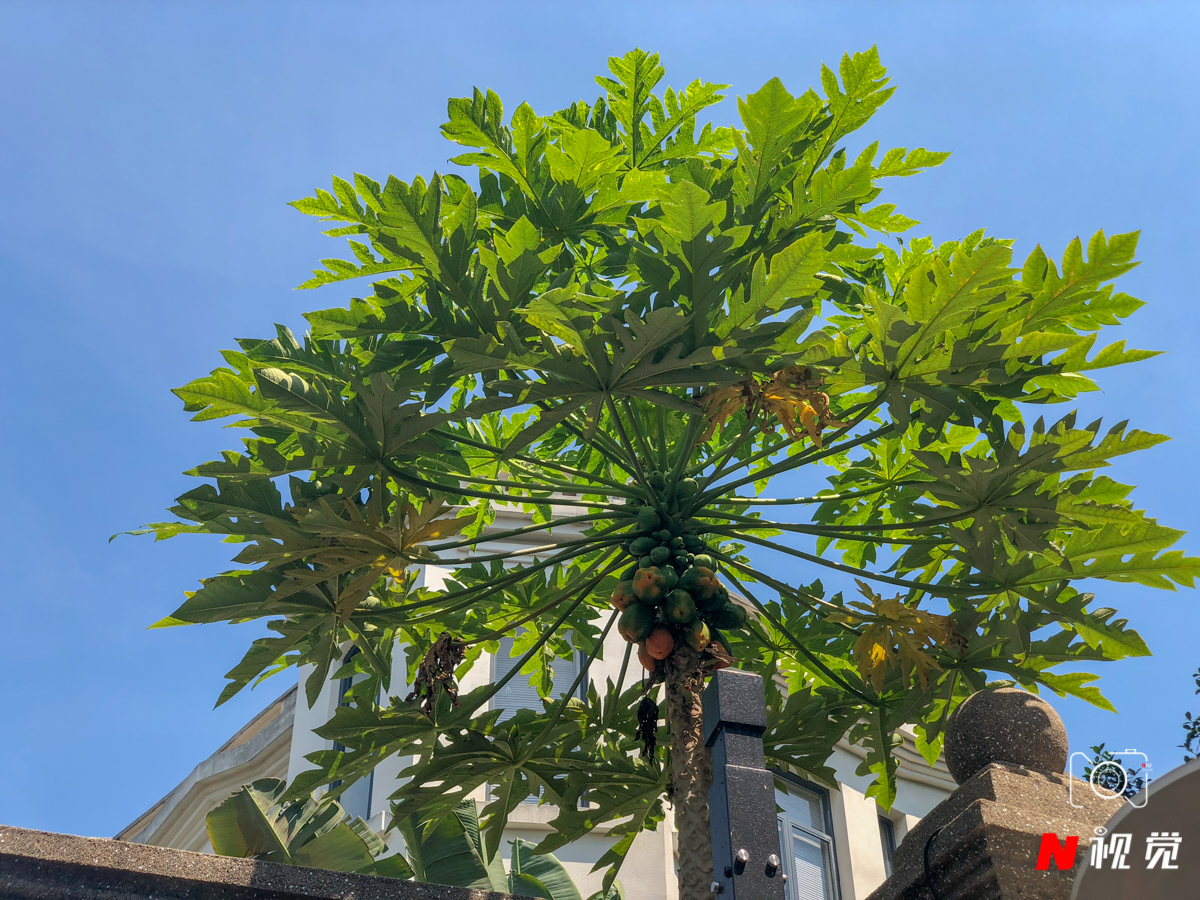 厦门旅游必去十个景点自由行攻略,厦门旅游攻略五天游最佳路线攻略